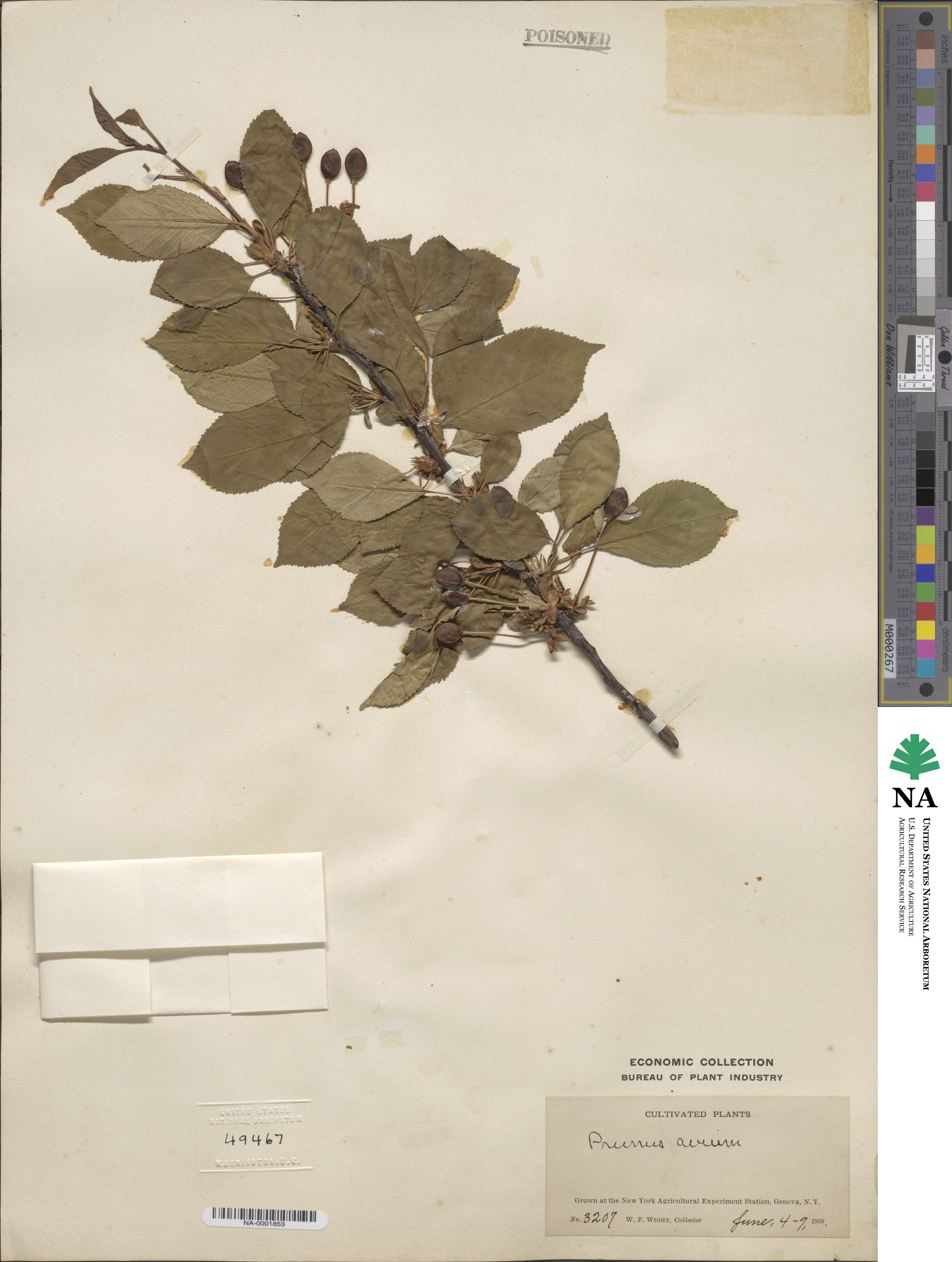 Prunus avium image