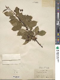 Prunus avium image