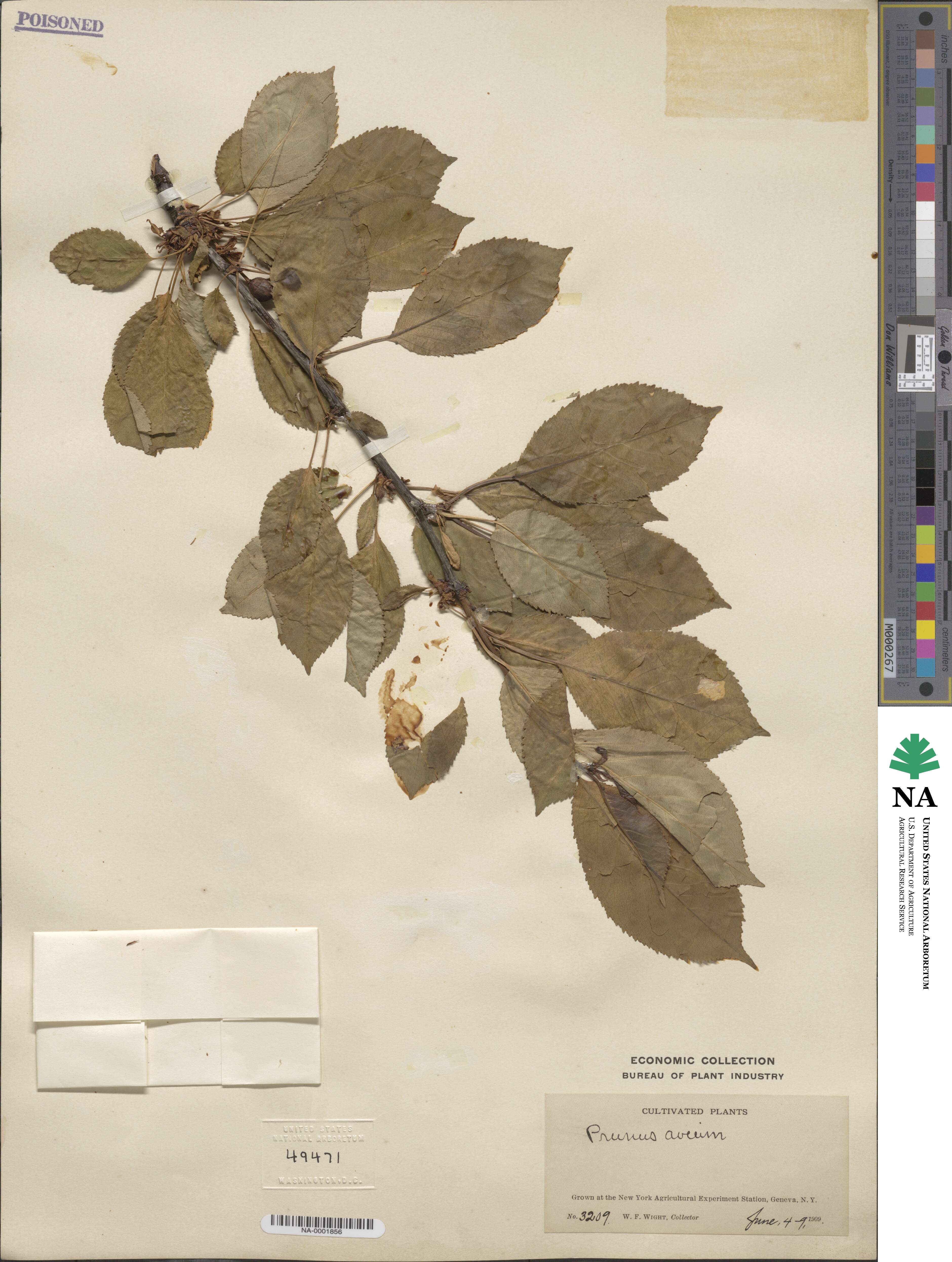 Prunus avium image