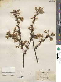 Prunus avium image