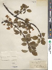 Prunus avium image