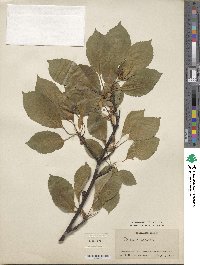 Prunus avium image