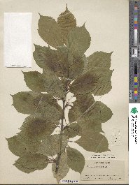 Prunus avium image