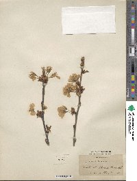 Prunus avium image