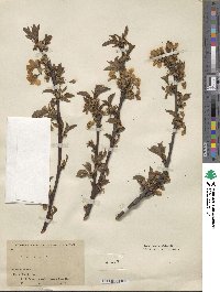 Prunus avium image