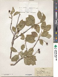 Prunus avium image