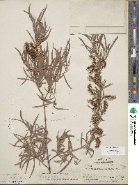 Salix exigua image