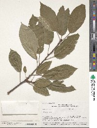 Prunus avium image