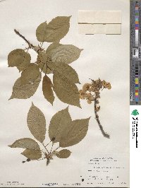 Prunus avium image