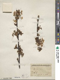 Prunus avium image