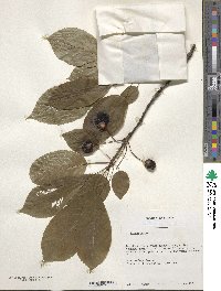 Prunus avium image