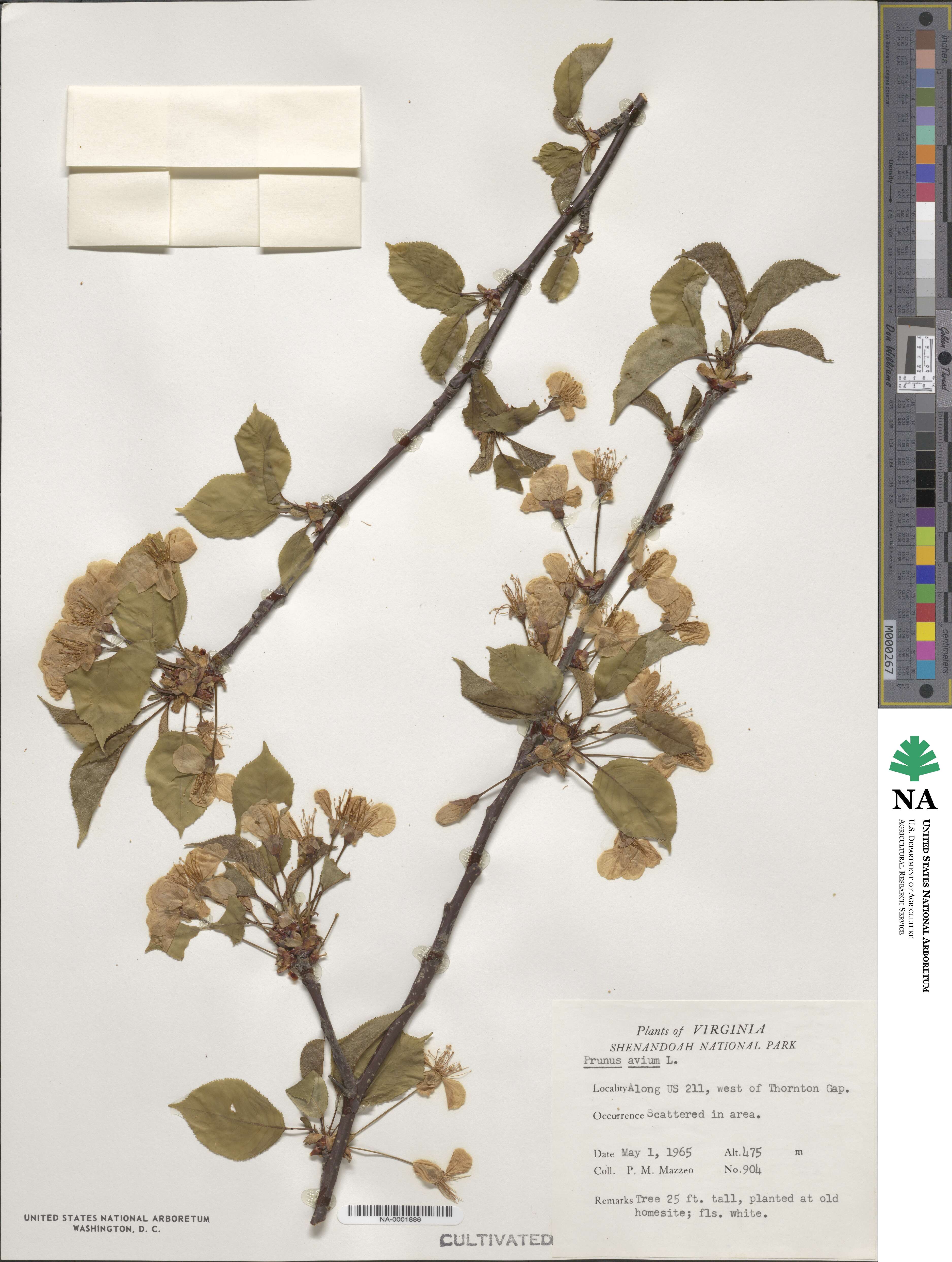 Prunus avium image