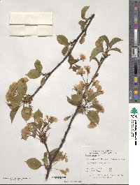 Prunus avium image