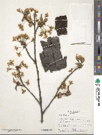 Prunus avium image