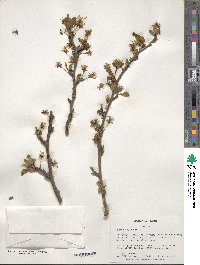 Prunus avium image