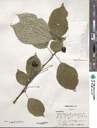 Prunus avium image