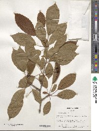 Prunus avium image