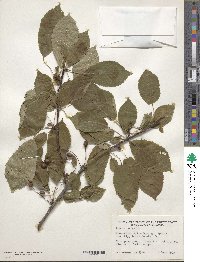 Prunus avium image