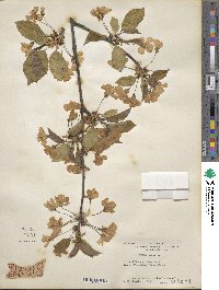 Prunus avium image