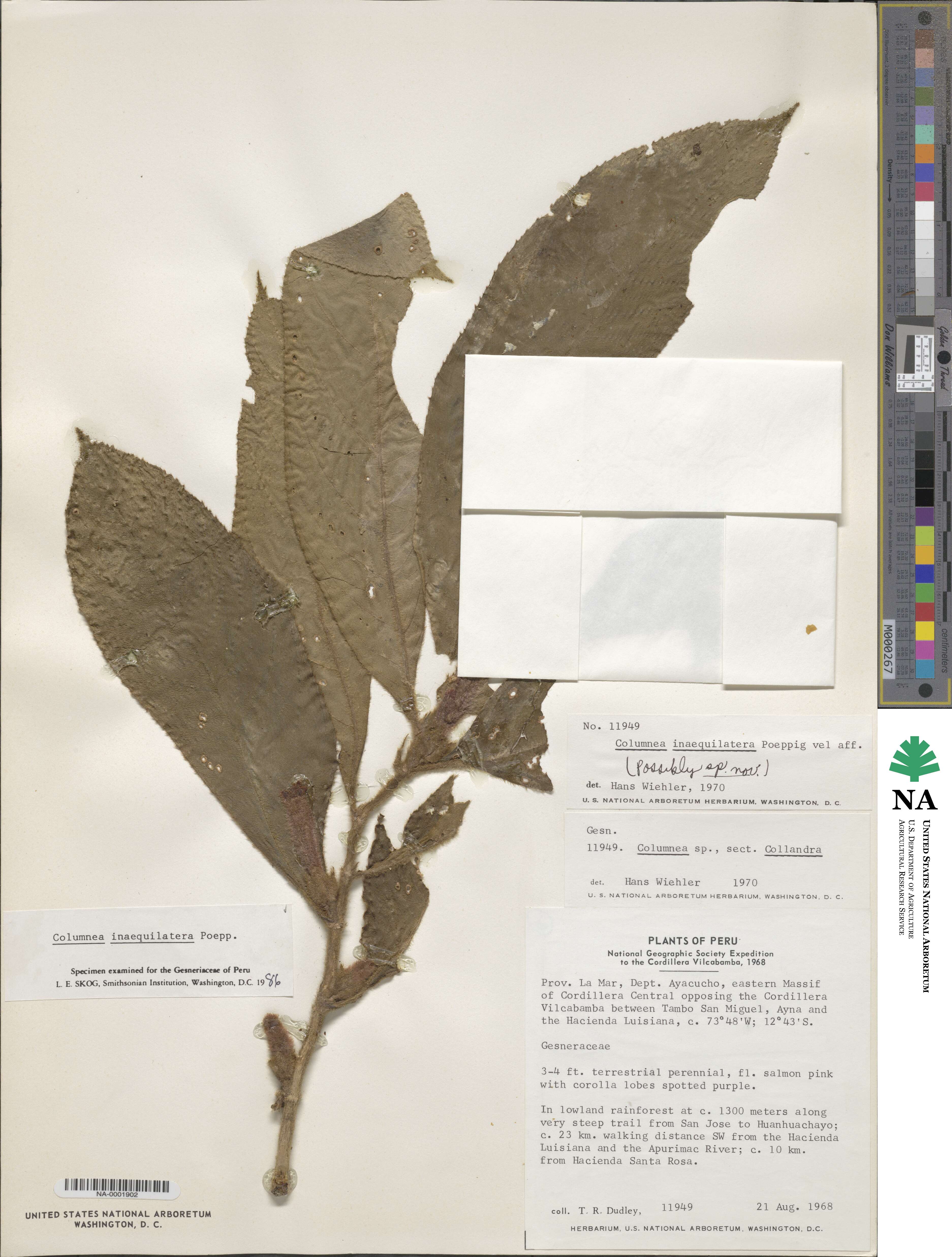 Columnea inaequilatera image