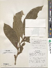 Image of Columnea inaequilatera