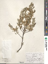 Prunus pumila var. besseyi image