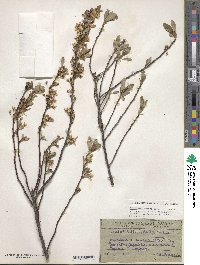 Prunus pumila image