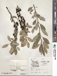 Prunus pumila var. besseyi image