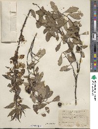 Prunus pumila var. besseyi image