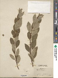 Prunus pumila var. besseyi image