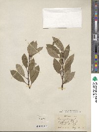 Prunus pumila image