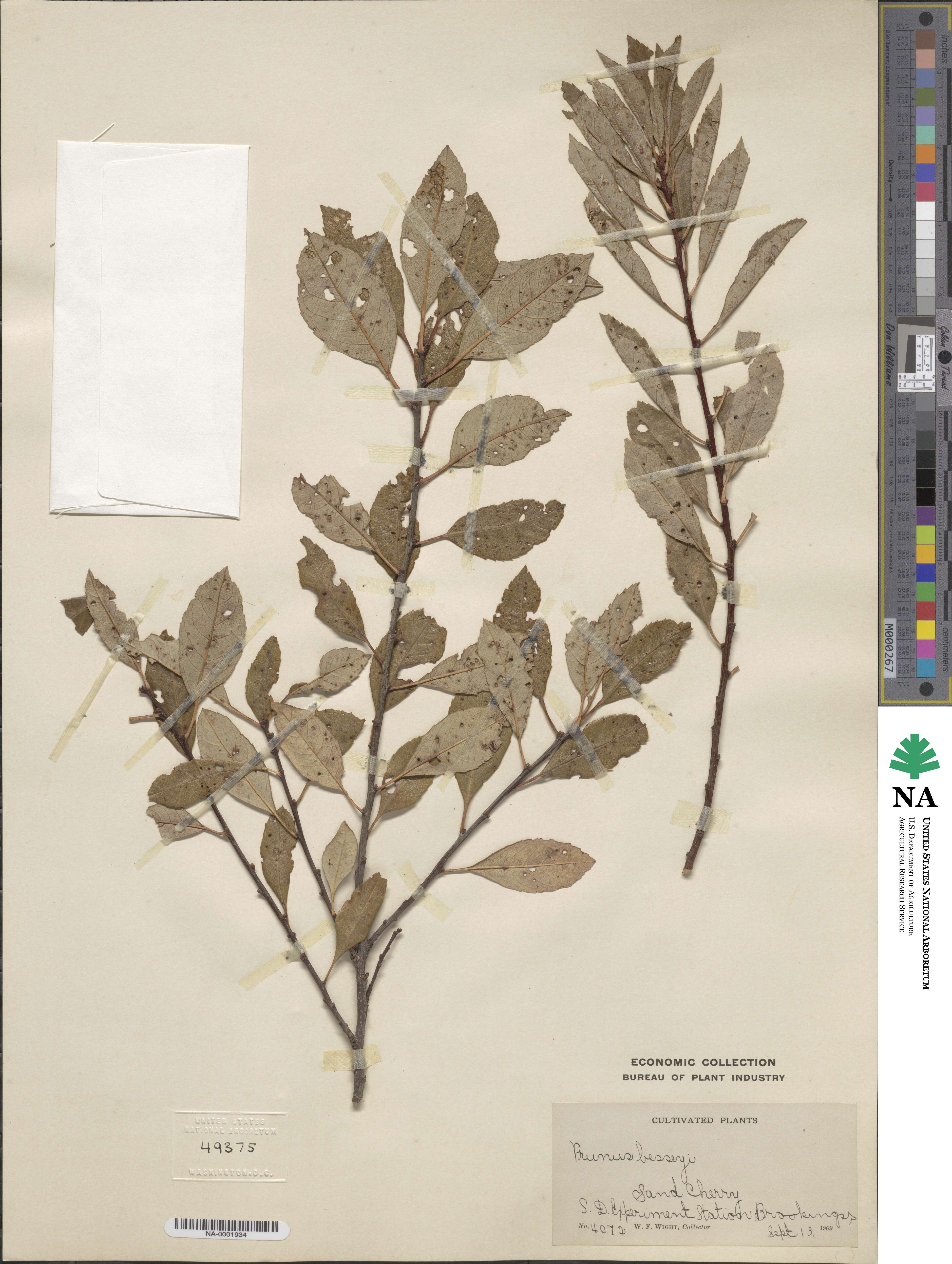 Prunus pumila var. besseyi image