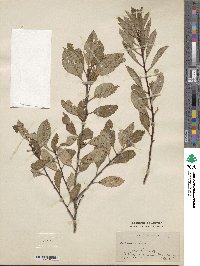 Prunus pumila var. besseyi image