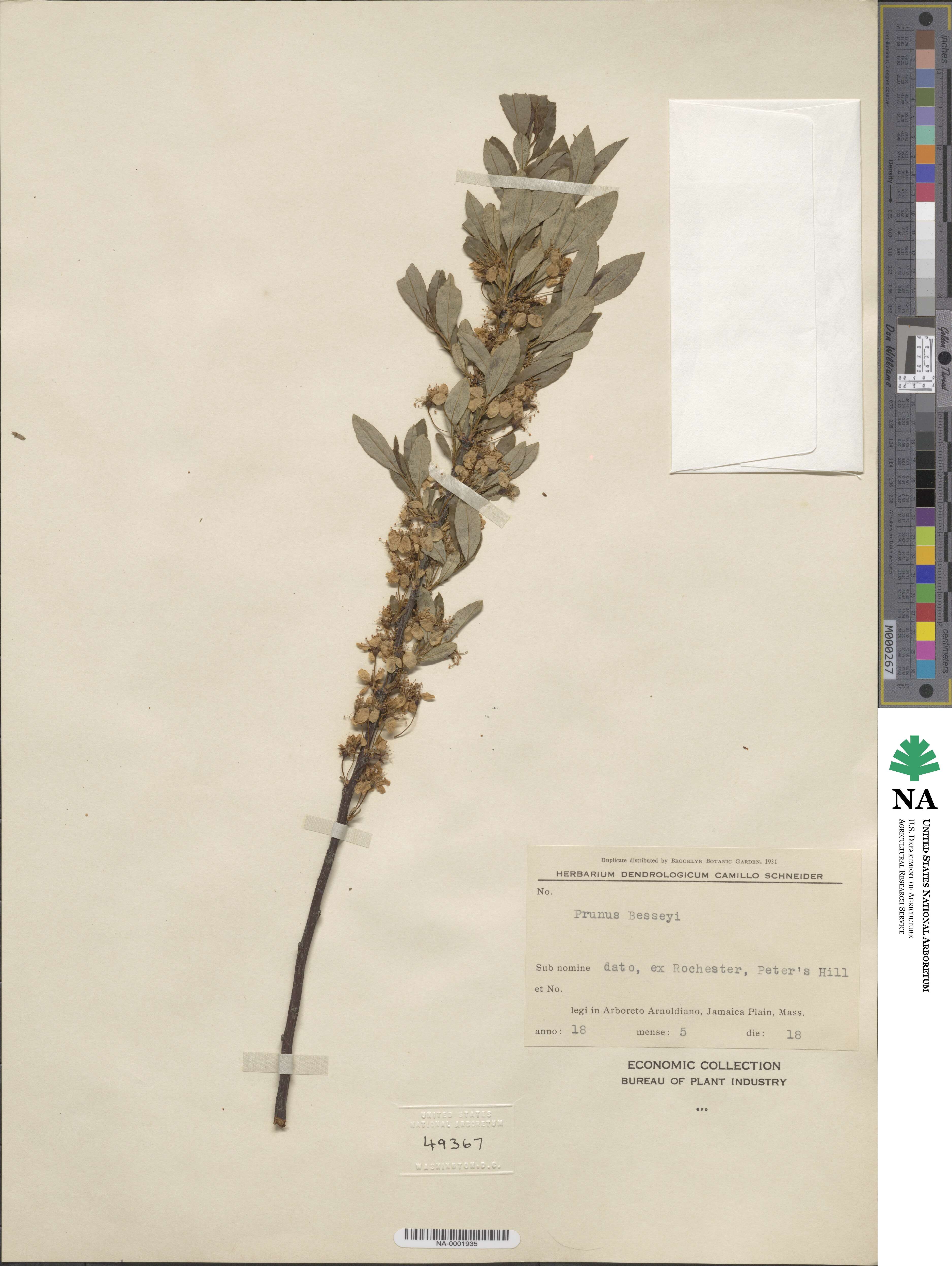 Prunus pumila var. besseyi image