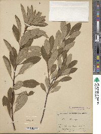 Prunus pumila var. besseyi image