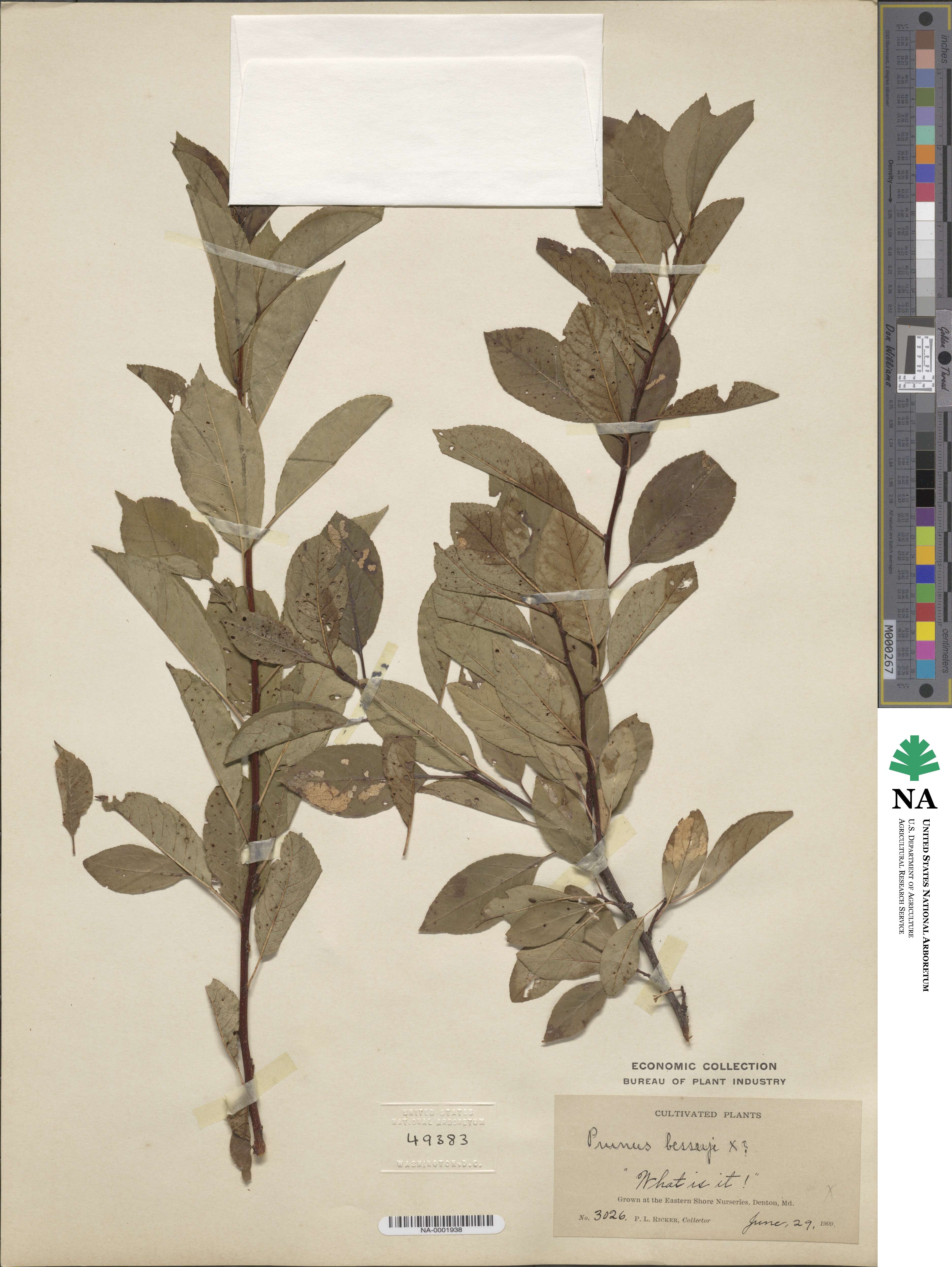 Prunus pumila var. besseyi image