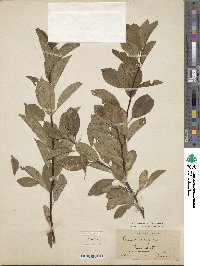 Prunus pumila image