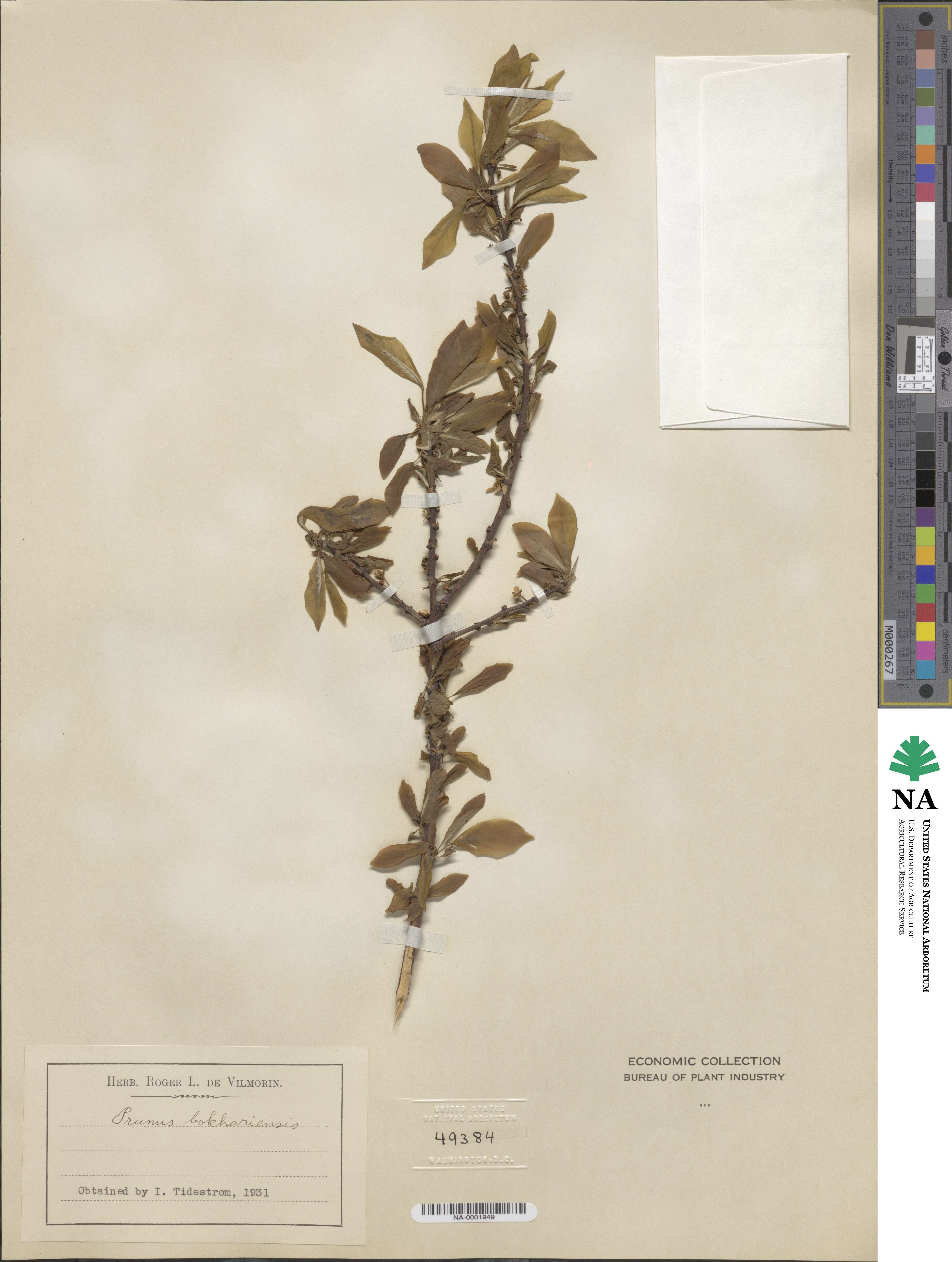 Prunus domestica subsp. insititia image