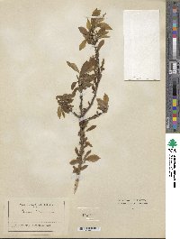 Prunus domestica image