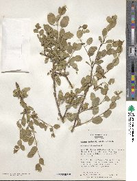 Prunus bucharica image