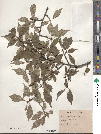 Prunus campanulata image