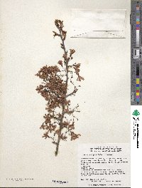 Prunus campanulata image