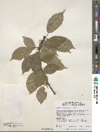 Prunus campanulata image