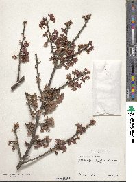 Prunus campanulata image