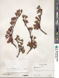 Prunus campanulata image