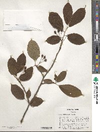 Prunus campanulata image