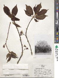 Prunus campanulata image