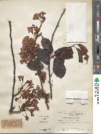 Prunus campanulata image