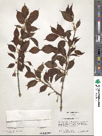 Prunus campanulata image