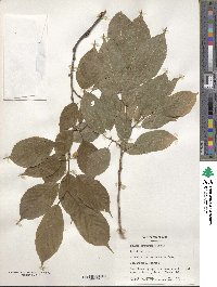 Prunus campanulata image